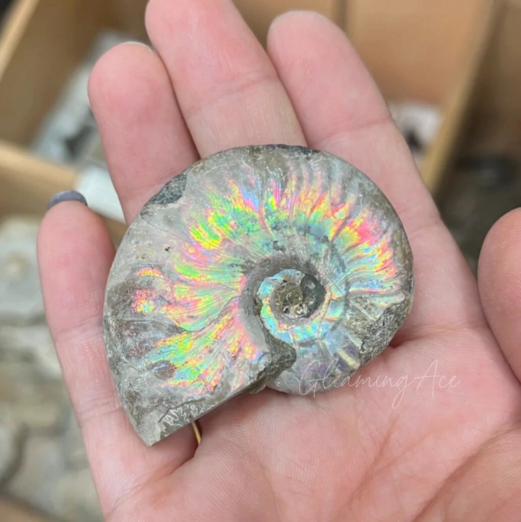 fossilized snail shell on an open palm